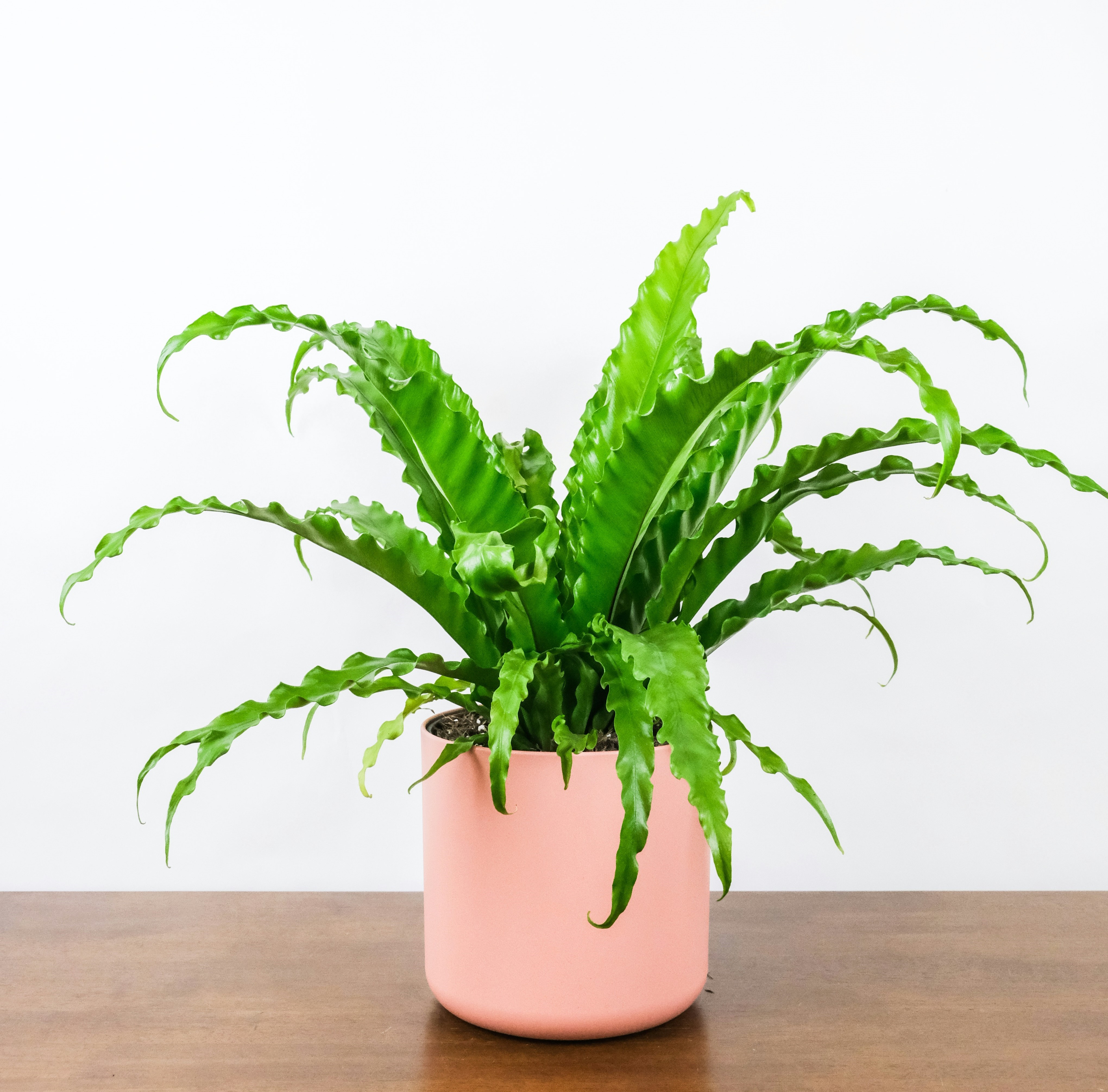 Bird's Nest Fern Plant