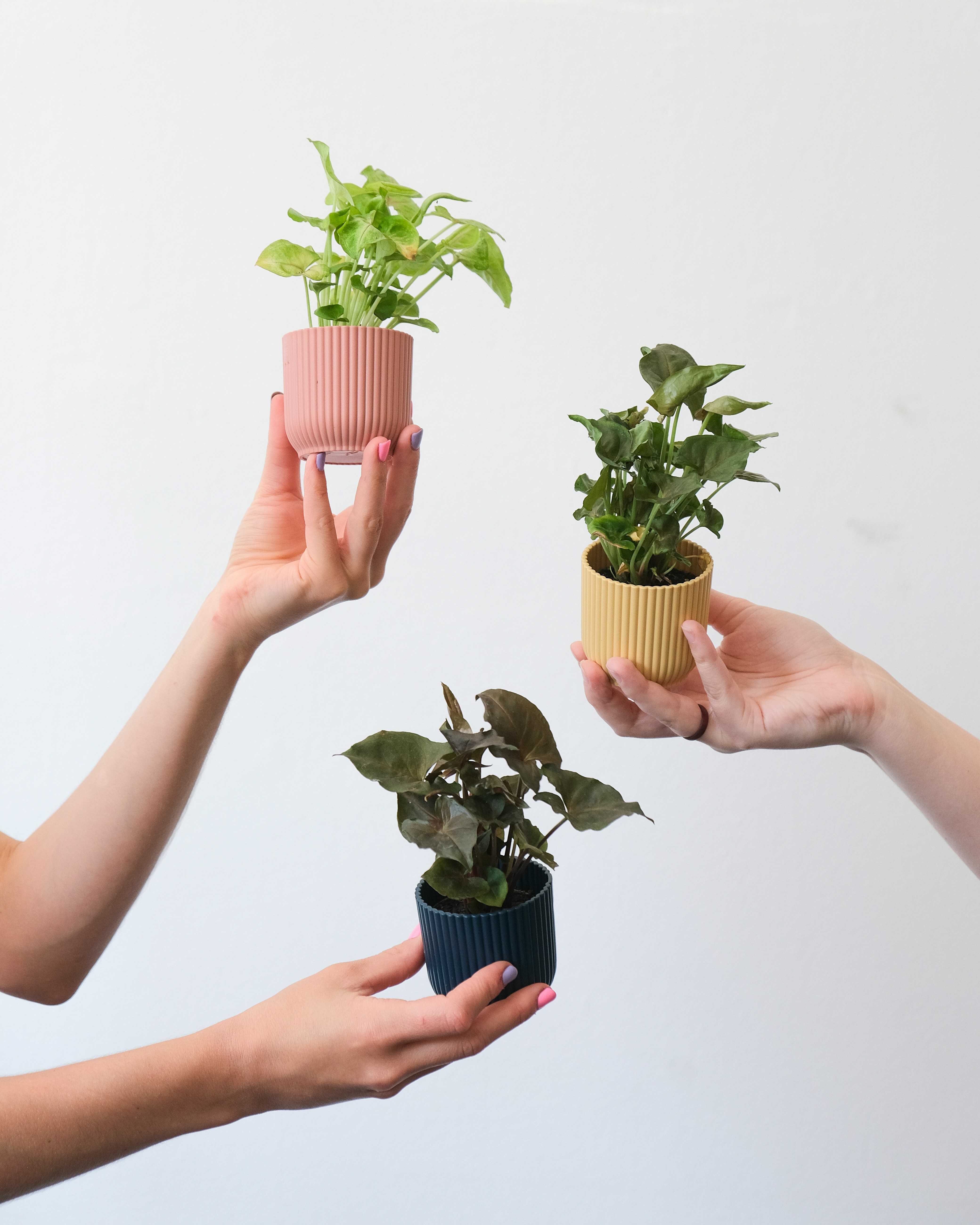 Enrique's Choice Bundle