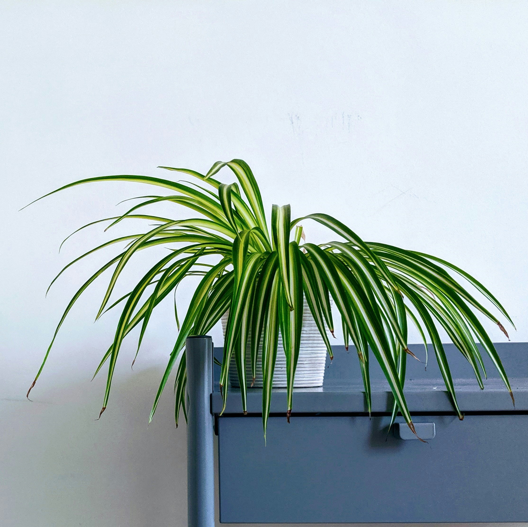 spider plant